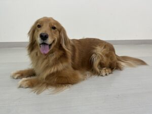 エムドッグス,動物プロダクション,ペットモデル,ペットタレント,モデル犬,タレント犬,ゴールデンレトリーバー,ビビ