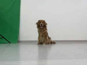 エムドッグス,動物プロダクション,ペットモデル,ペットタレント,モデル犬,タレント犬,ゴールデンレトリーバー,ビビ