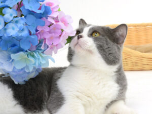 エムドッグス,動物プロダクション,ペットモデル,モデル猫,タレント猫,スコティッシュフォールド,たわし