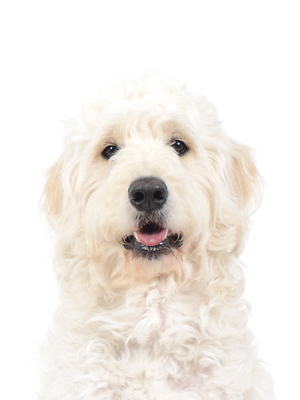 エムドッグス,動物プロダクション,ペットモデル,モデル犬,タレント犬,ゴールデンドゥードル,ウル