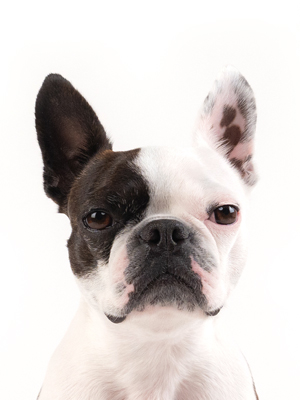 エムドッグス,動物プロダクション,ペットモデル,モデル犬,タレント犬,ボストンテリア.るっちゃん