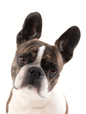エムドッグス,動物プロダクション,ペットモデル,モデル犬,タレント犬,ボストンテリア.りんりん