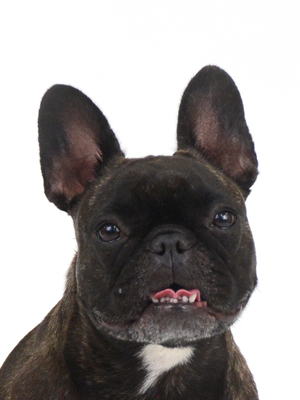 エムドッグス,動物プロダクション,ペットモデル,モデル犬,タレント犬,フレンチブルドッグ,キキ