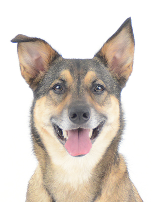 エムドッグス,動物プロダクション,ペットモデル,モデル犬,タレント犬,MIX,まる