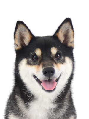 エムドッグス,動物プロダクション,ペットモデル,モデル犬,タレント犬,柴犬,チョコプリン