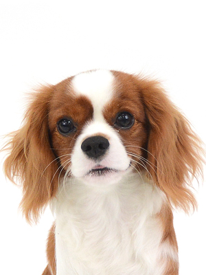 エムドッグス,動物プロダクション,ペットモデル,モデル犬,タレント犬,キャバリア,チャイ