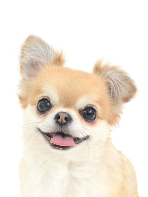 エムドッグス,動物プロダクション,ペットモデル,モデル犬,タレント犬,チワワ,みるく