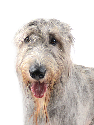 エムドッグス,動物プロダクション,ペットモデル,モデル犬,タレント犬,アイリッシュウルフハウンド,コネリー