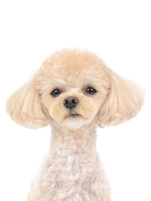 エムドッグス,動物プロダクション,ペットモデル,モデル犬,タレント犬,MIX,ぷりん