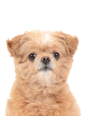 エムドッグス,動物プロダクション,ペットモデル,モデル犬,タレント犬,MIX,ピノ