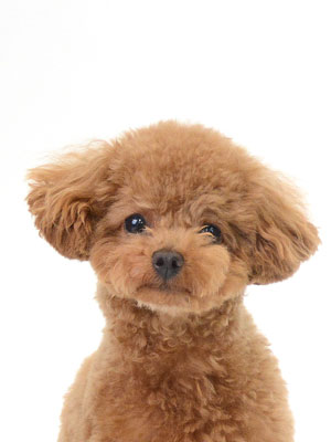 エムドッグス,動物プロダクション,ペットモデル,モデル犬,タレント犬,トイプードル,ソル