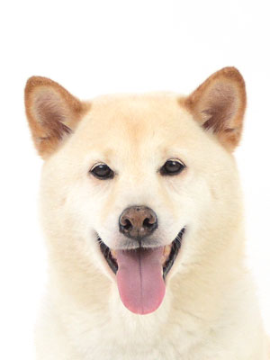 エムドッグス,動物プロダクション,ペットモデル,モデル犬,タレント犬,柴犬,雪丸,ゆきまる