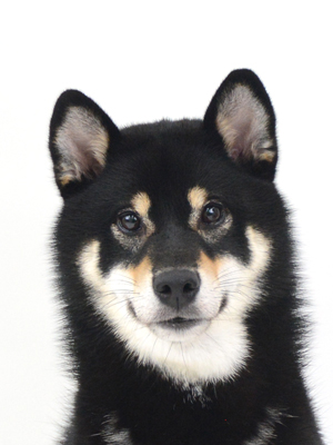 エムドッグス,動物プロダクション,ペットモデル,モデル犬,タレント犬,柴犬,ここあ