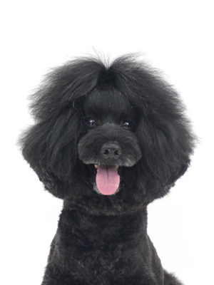 エムドッグス,動物プロダクション,ペットモデル,モデル犬,タレント犬,ミディアムプードル,心,こころ