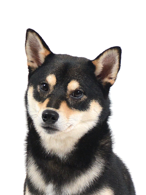 エムドッグス,動物プロダクション,ペットモデル,モデル犬,タレント犬,柴犬,桃乃,ももの