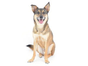 エムドッグス,動物プロダクション,ペットモデル,モデル犬,タレント犬,MIX,まる