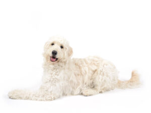 エムドッグス,動物プロダクション,ペットモデル,モデル犬,タレント犬,ゴールデンドゥードル,ウル