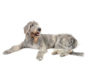 エムドッグス,動物プロダクション,ペットモデル,モデル犬,タレント犬,アイリッシュウルフハウンド,コネリー