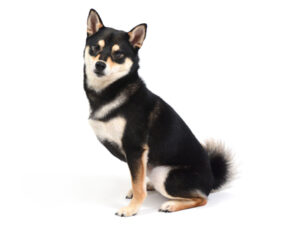 エムドッグス,動物プロダクション,ペットモデル,モデル犬,タレント犬,柴犬,桃乃,ももの