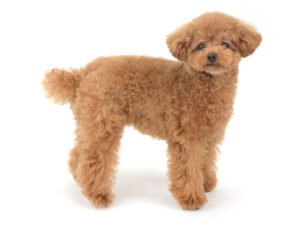 エムドッグス,動物プロダクション,ペットモデル,モデル犬,タレント犬,トイプードル,ソル