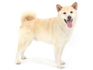エムドッグス,動物プロダクション,ペットモデル,モデル犬,タレント犬,柴犬,雪丸,ゆきまる