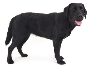 エムドッグス,動物プロダクション,ペットモデル,ペットタレント,モデル犬,タレント犬,ラブラドールレトリバー,エマ