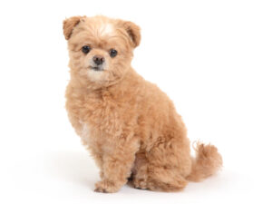 エムドッグス,動物プロダクション,ペットモデル,モデル犬,タレント犬,MIX,ピノ