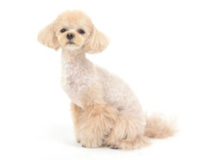 エムドッグス,動物プロダクション,ペットモデル,モデル犬,タレント犬,MIX,ぷりん
