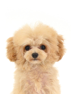 エムドッグス,動物プロダクション,ペットモデル,モデル犬,タレント犬,トイプードル,ポプリ