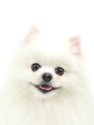 エムドッグス,動物プロダクション,ペットモデル,ペットタレント,モデル犬,タレント犬,ポメラニアン,もんぴ