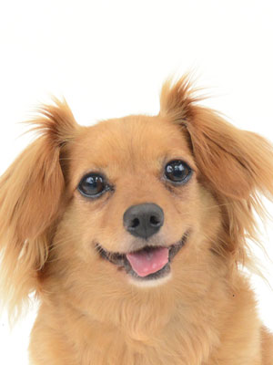 エムドッグス,動物プロダクション,ペットモデル,ペットタレント,モデル犬,タレント犬,MIX,狆,大吉,だいきち