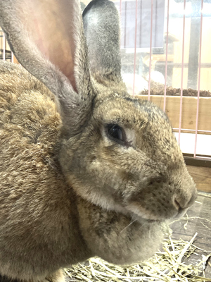エムドッグス,動物プロダクション,ペットモデル,エキゾチックアニマル,フレミッシュジャイアント