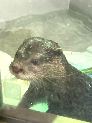 エムドッグス,動物プロダクション,ペットモデル,エキゾチックアニマル,コツメカワウソ