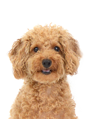 エムドッグス,動物プロダクション,ペットモデル,モデル犬,タレント犬,トイプードル,ショコラ