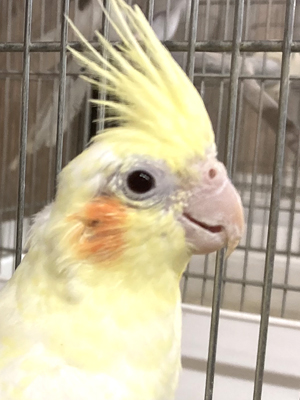 エムドッグス,動物プロダクション,ペットモデル,エキゾチックアニマル,オカメインコ