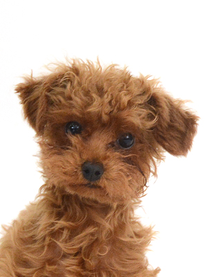 エムドッグス,動物プロダクション,ペットモデル,モデル犬,タレント犬,トイプードル,てばさき