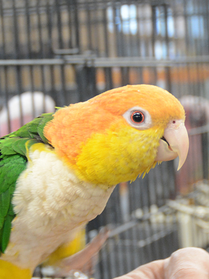 エムドッグス,動物プロダクション,ペットモデル,エキゾチックアニマル,シロハラインコ