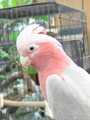 エムドッグス,動物プロダクション,ペットモデル,エキゾチックアニマル,モモイロインコ