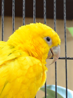 エムドッグス,動物プロダクション,ペットモデル,エキゾチックアニマル,ニョオウインコ