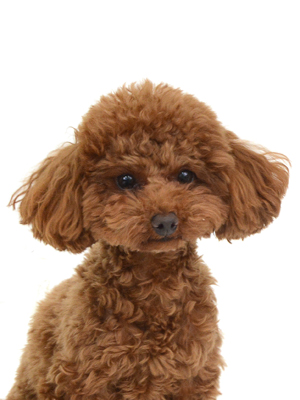 エムドッグス,動物プロダクション,ペットモデル,モデル犬,タレント犬,トイプードル,てばさき