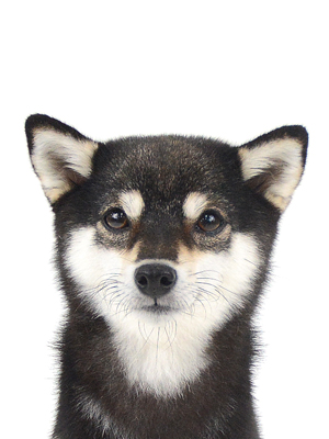エムドッグス,動物プロダクション,ペットモデル,モデル犬,タレント犬,柴犬,まな