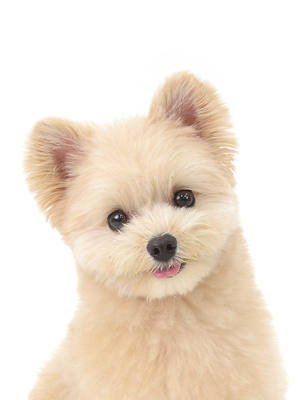 エムドッグス,動物プロダクション,ペットモデル,モデル犬,タレント犬,MIX犬,マーレ