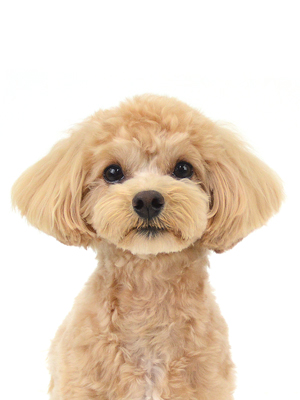 エムドッグス,動物プロダクション,ペットモデル,モデル犬,タレント犬,MIX犬,メロ