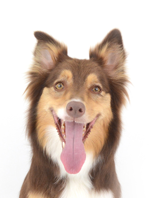 エムドッグス,動物プロダクション,ペットモデル,モデル犬,タレント犬,ボーダーコリー,梨蓮,リレン