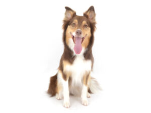 エムドッグス,動物プロダクション,ペットモデル,モデル犬,タレント犬,ボーダーコリー,梨蓮,リレン