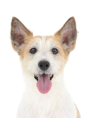 エムドッグス,動物プロダクション,ペットモデル,モデル犬,タレント犬,ジャックラッセルテリア,じょんれのん