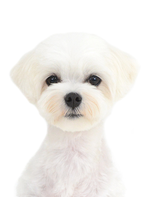 エムドッグス,動物プロダクション,ペットモデル,モデル犬,タレント犬,マルチーズ,コナン