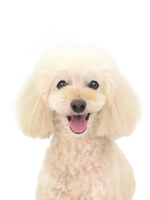 エムドッグス,動物プロダクション,ペットモデル,モデル犬,タレント犬,トイプードル,麦太,むぎた