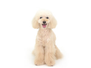 エムドッグス,動物プロダクション,ペットモデル,モデル犬,タレント犬,トイプードル,麦太,むぎた