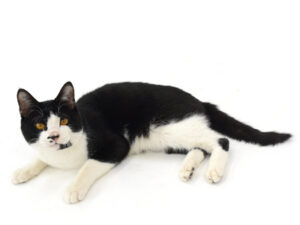 エムドッグス,動物プロダクション,ペットモデル,モデル猫,タレント猫,MIX猫,オセロ